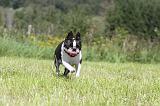 BOSTON TERRIER 041